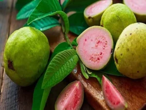 Lalit guava plant