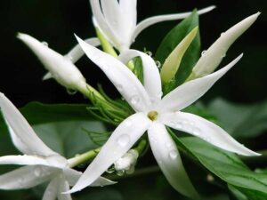 Angel Jasmine plant
