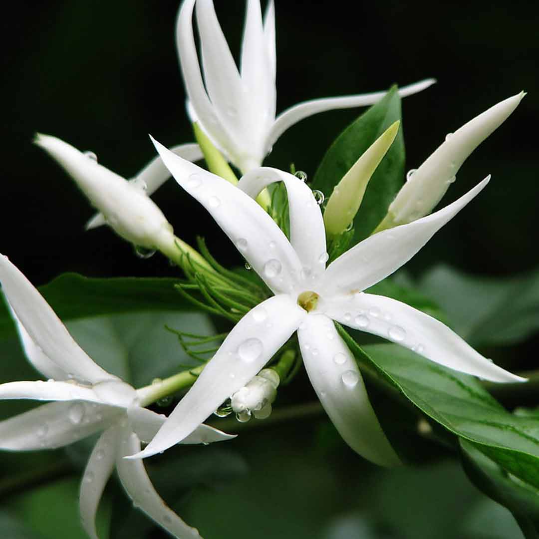 Angel Jasmine plant