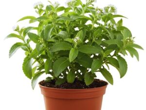 Stevia or sweet thulasi
