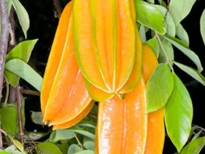 Star fruit mother plant ( open box courier service only )