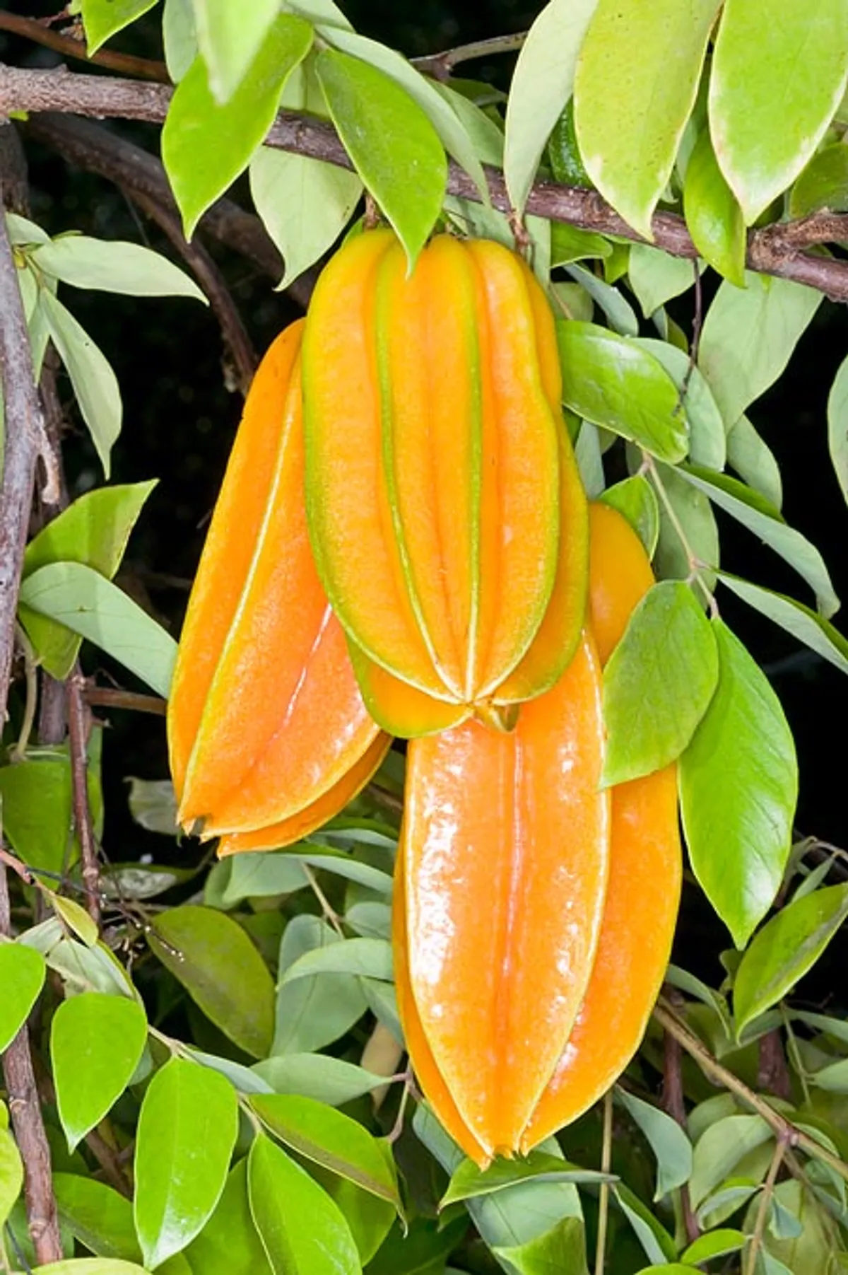 Star fruit mother plant ( open box courier service only )