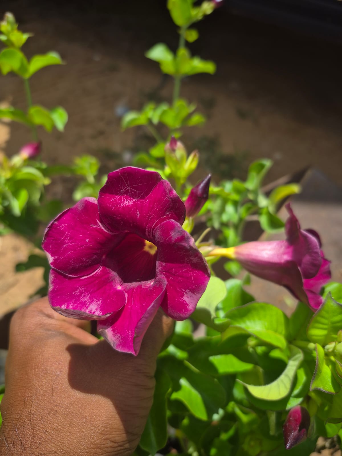 Almenda red colour plant