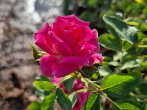 Marvel pink rose plant