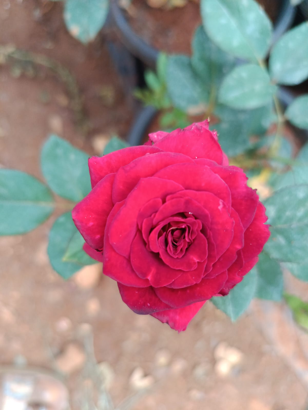Black magic rose plant 8 inch pot