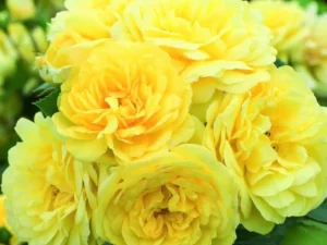 Anny Duperey rose