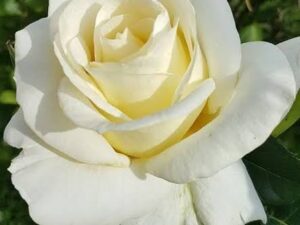 White hd rose