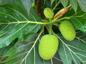 Bread fruit plant
