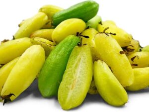 Bilimbi fruit plant / Kerala nalli