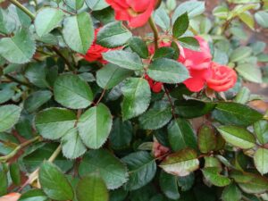 Jadiga orange rose plant 8 inch pot