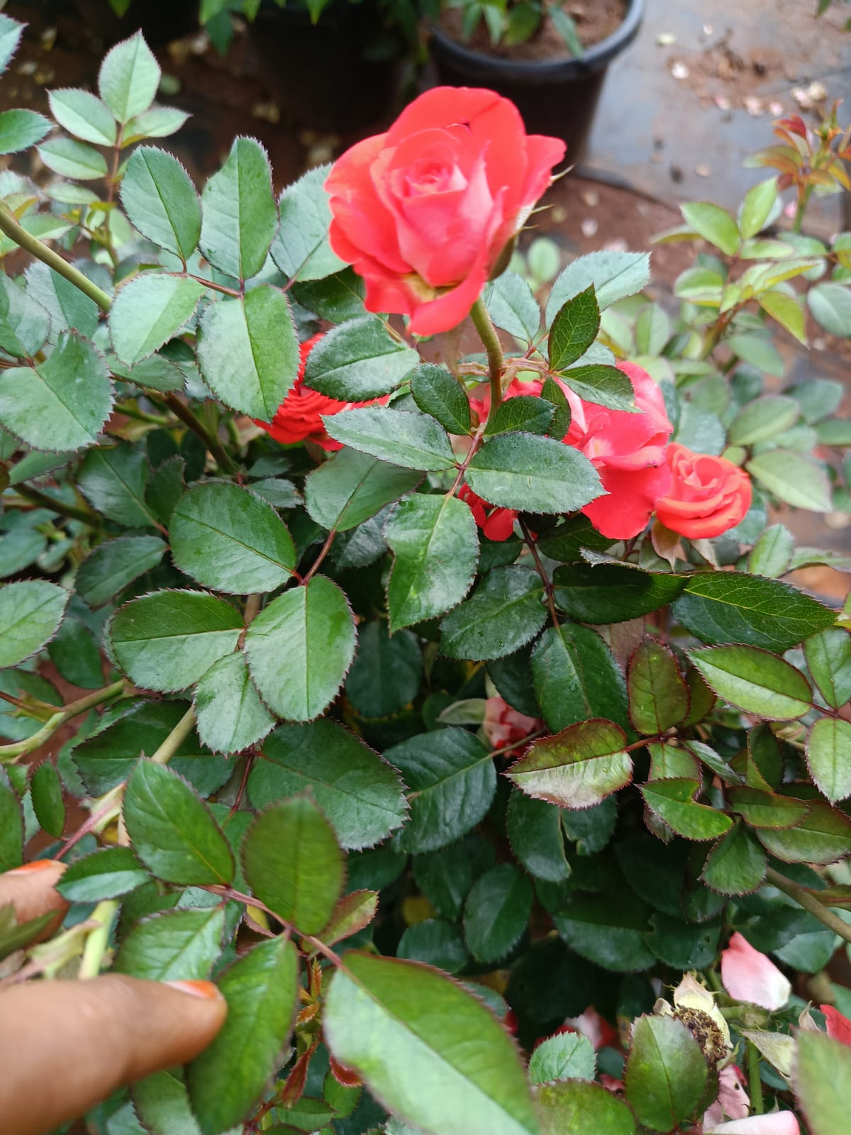 Jadiga orange rose plant 8 inch pot