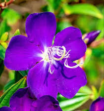 Molestoma ( princess flower ) plant