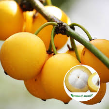 Baraba fruit plant