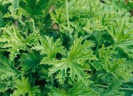 Panner leaf plant