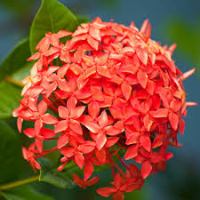 Ixora red big verity plant