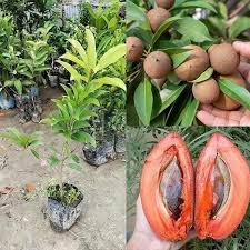 Thai jumbo sapota plant