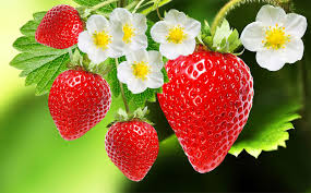 Strawberry plant