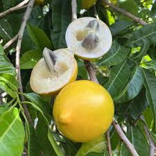 Abiu mother plant (open parcel only)