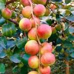 Apple ber red verity plant