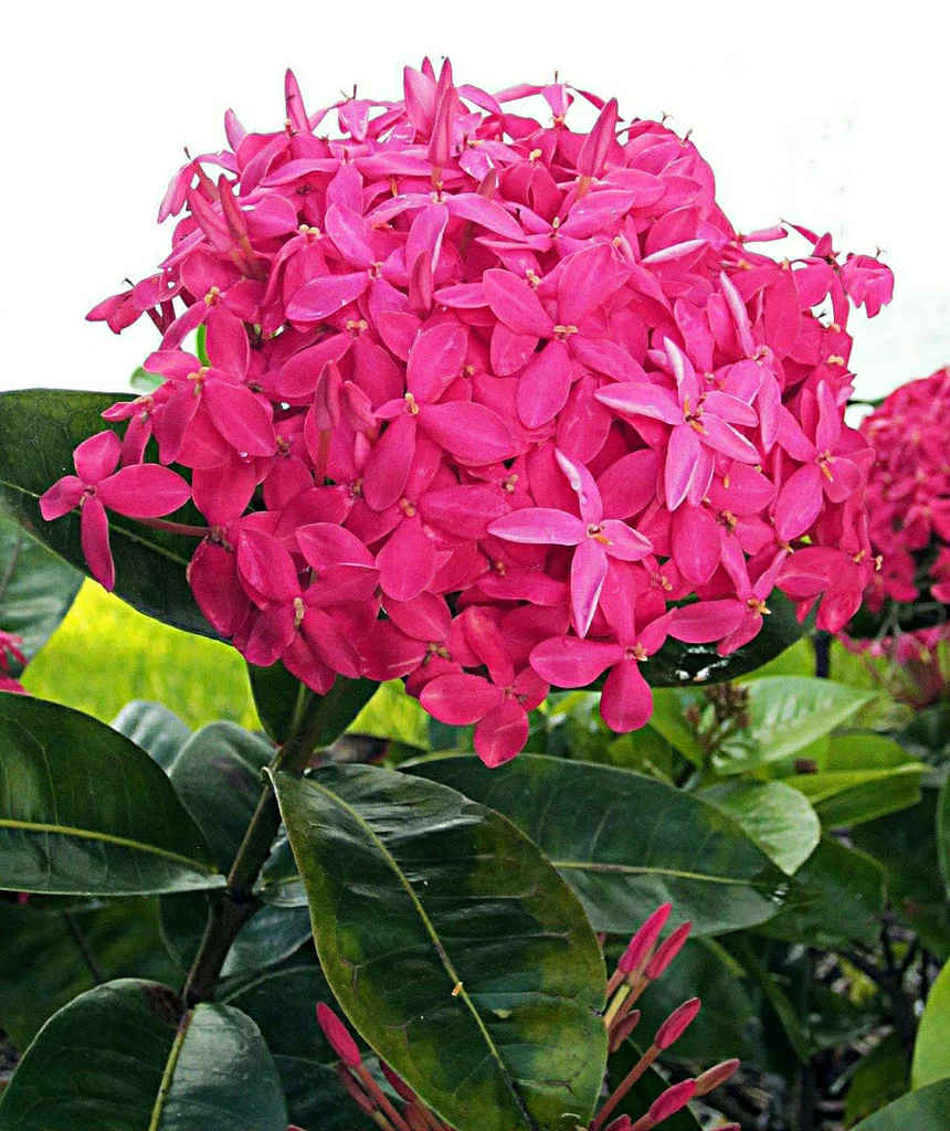 Ixora pink big verity plant