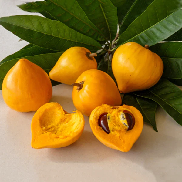 Egg fruit plant