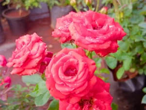 Jediga rose mother plant