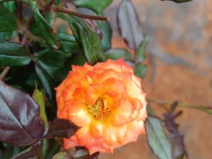 Calcutta rose plant 8 inch pot