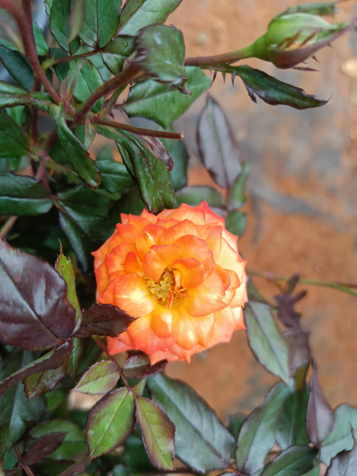 Calcutta rose plant 8 inch pot