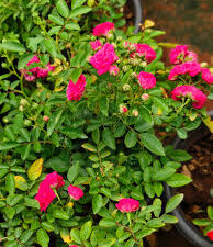 French  botton rose plant