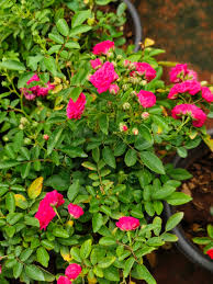 Pink botton rose plant