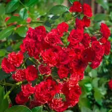 Red fariy or red orchid rose plant