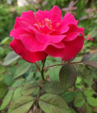 Andhra panner rose plant