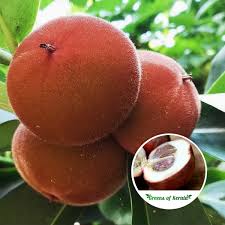 Velvet apple plant