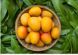 Malgova mango plant