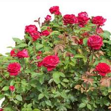 Summer snow red colour plant 8 inch pot