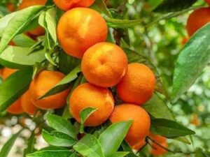 Nagapur orange fruit plant