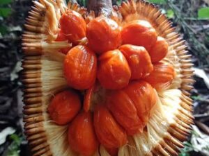 Kaldang/Ayanipala jack fruit plant red verity