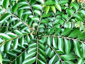Curry leaf mother plant