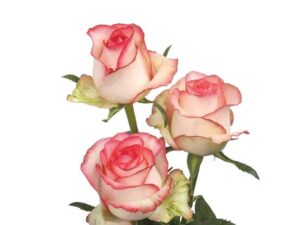 Ice cream Rose / Jumilia Hd  Rose
