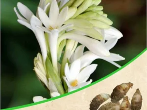 Tube rose bulb white colour