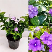sunday monday/yesterday today tomorow flower