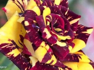 Tiger rose plant 8 inch pot