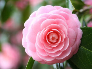 Camellia Plant Pink 8 inch pot