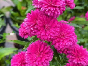 Dark pink dasiy