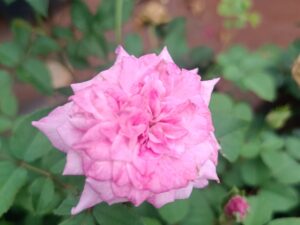 paneer button rose