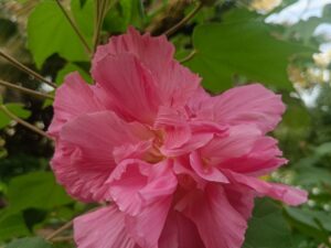 Changing Rose