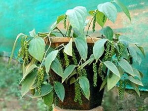 Bush pepper pot