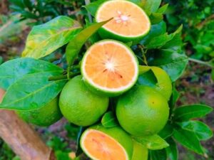 Bari II orange