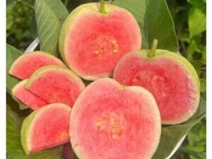 Red diamond guava
