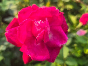 Thanjavur panner rose